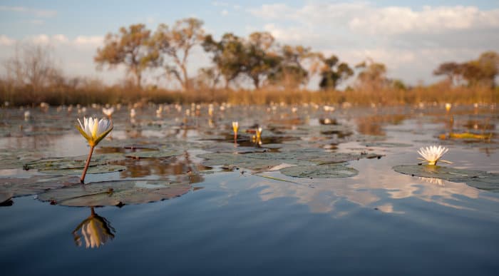 Water lilies on the Delta in Botswana