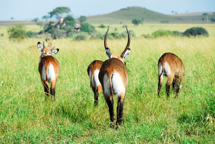 Herd of defassa waterbuck in Kidepo Valley, Uganda