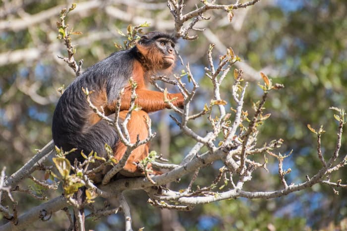 Western red colobus monkey resting on top of a tree