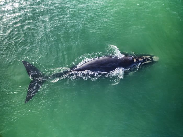 Southern right whale pictured from the air