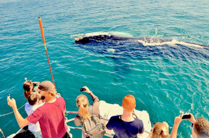 Tourists enjoy a close encounter with a southern right whale near Hermanus