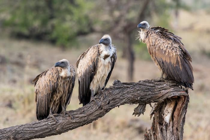 Three white-backed vultures relaxing on a dead tree, Mara Conservancy