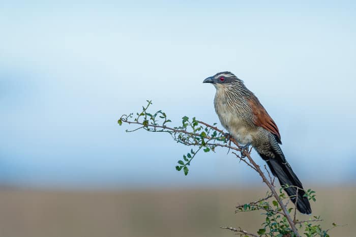White-browed coucal perched on a branch, Kidepo Valley National Park