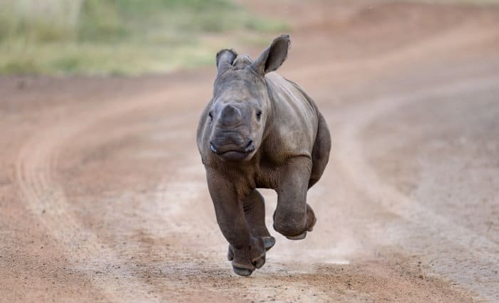Cute baby white rhino in running motion