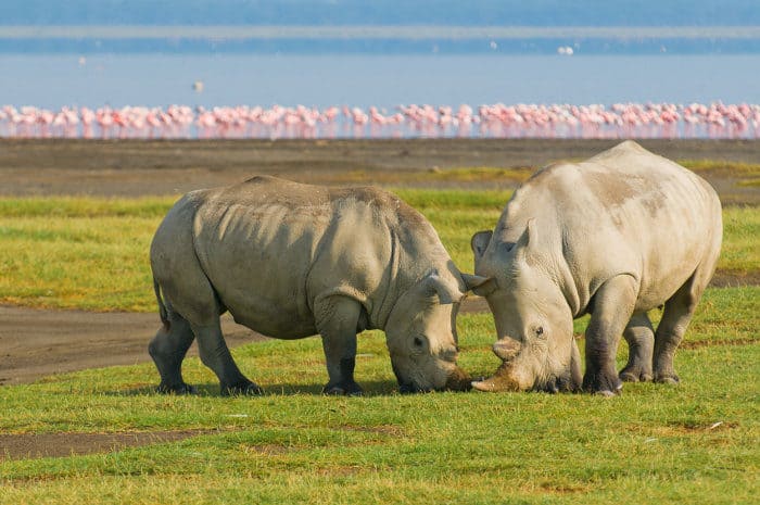 White rhino grazing in Lake Nakuru National Park