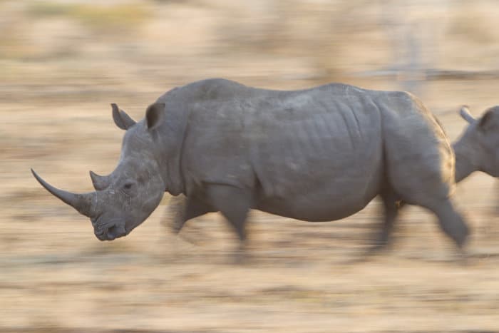 White rhinoceros in running motion