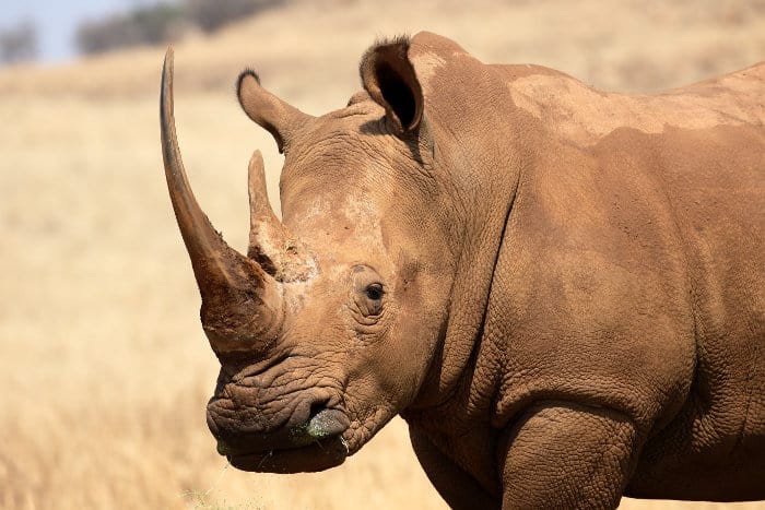 White rhinoceros head shot