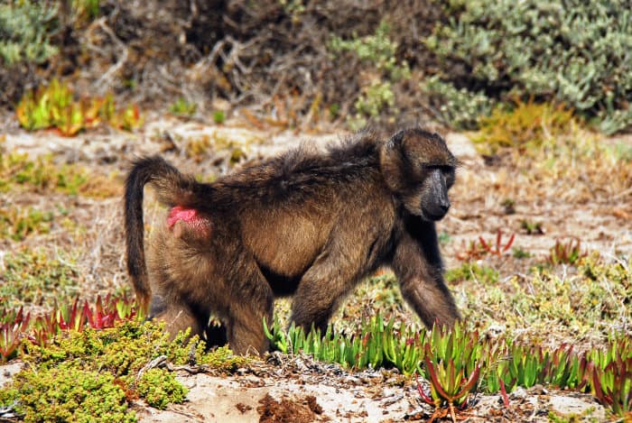 Chacma baboon with red bottom