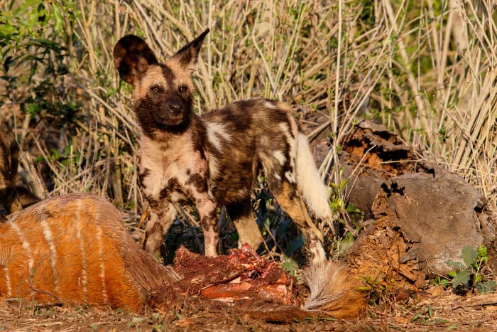 Wild dog with nyala carcass in Zimanga Game Reserve