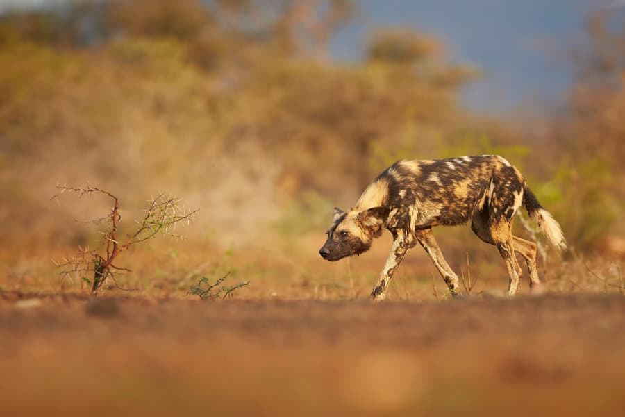 African wild dog in typical hunting pose, ready to strike