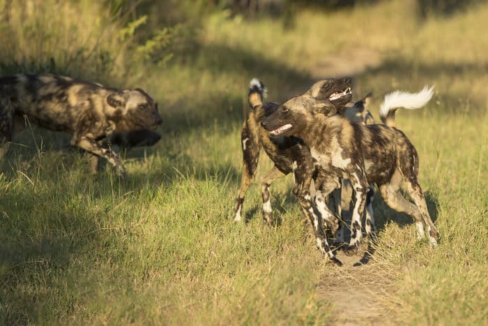 Close encounter with African wild dogs at Mala Mala Game Reserve