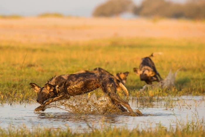 Wild dogs splashing through water