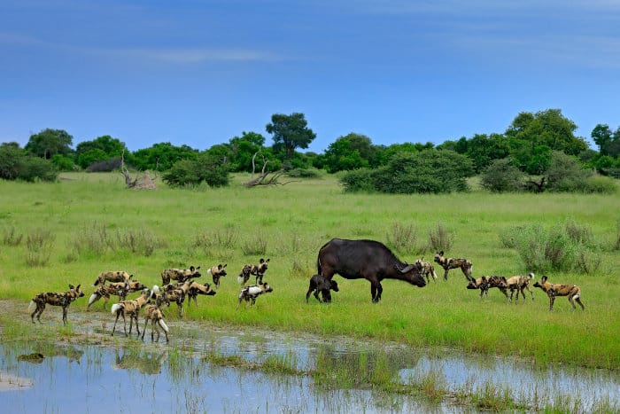 Buffalo cow and calf surrounded by a hungry pack of African wild dogs