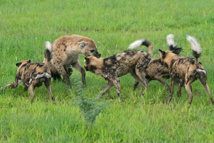 Wild dogs vs spotted hyena in Botswana