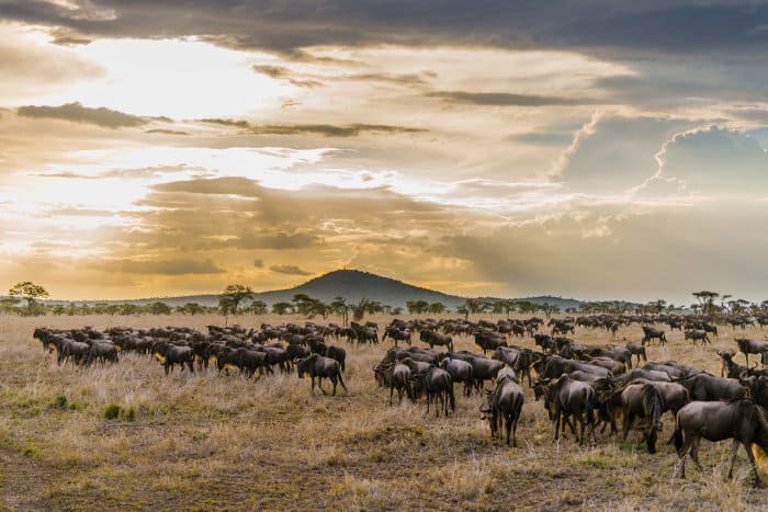 Herd of wildebeest in the Serengeti