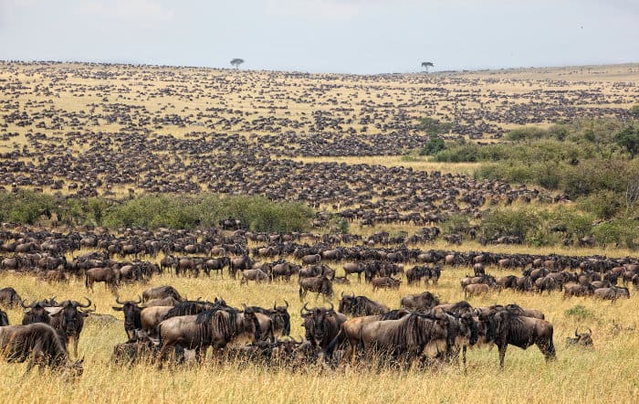 Thousands of wildebeest across the Maasai Mara plains