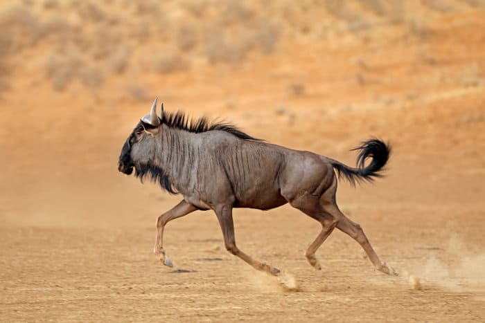 Blue wildebeest trotting along in the Kalahari Desert, South Africa