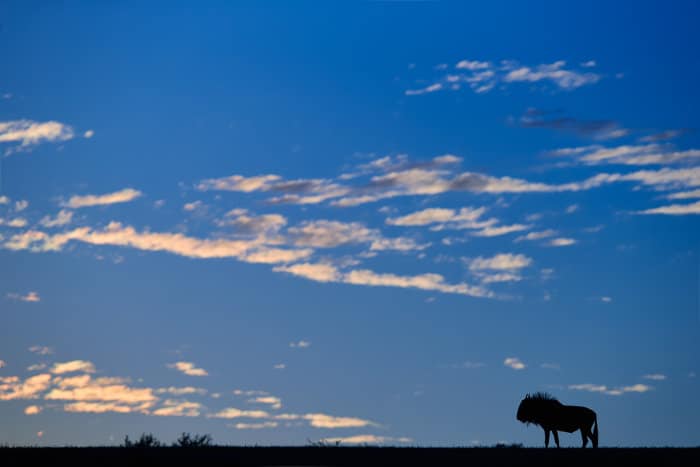 Wildebeest silhouette on the horizon, Kalahari Desert, Namibia