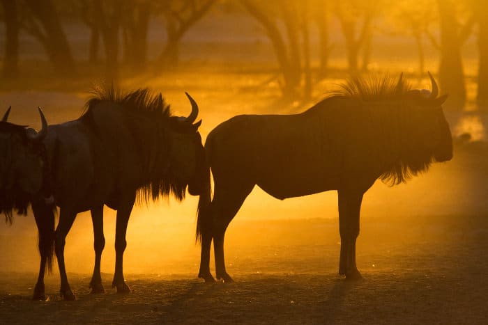 Blue wildebeest silhouettes in golden dust, Kgalagadi, South Africa