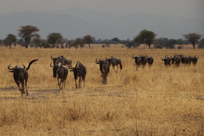 Wildebeest in Tarangire, in the dry season