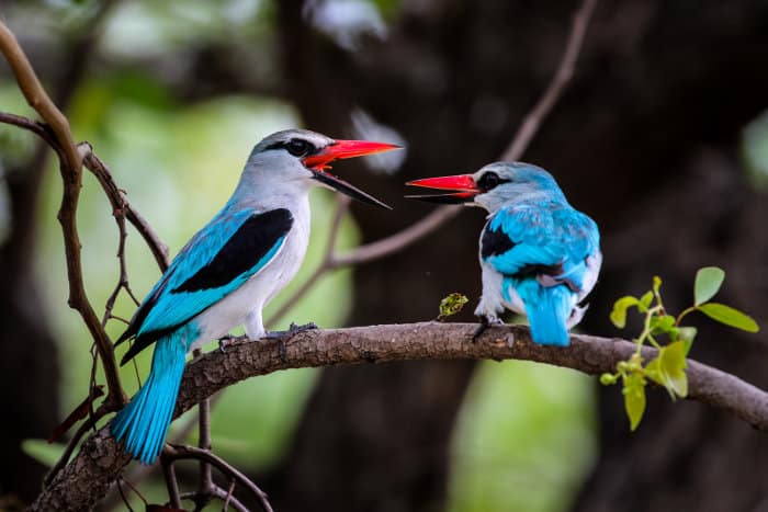 Pair of woodland kingfishers having a chat, Kruger