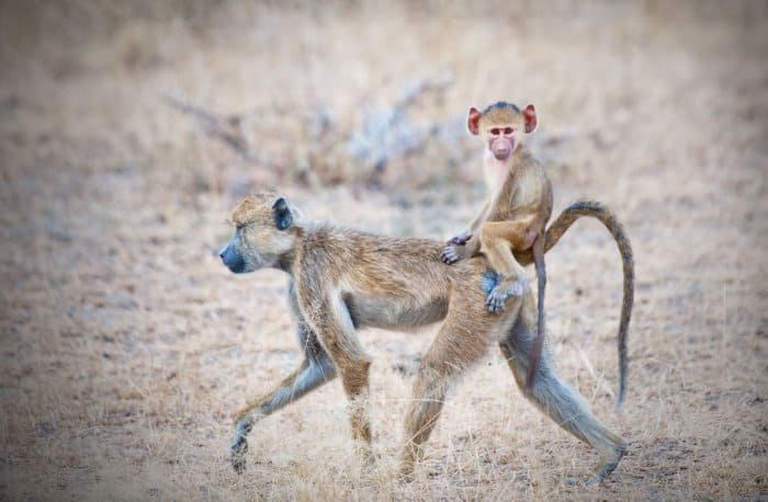 Mom yellow baboon carrying her baby on her back