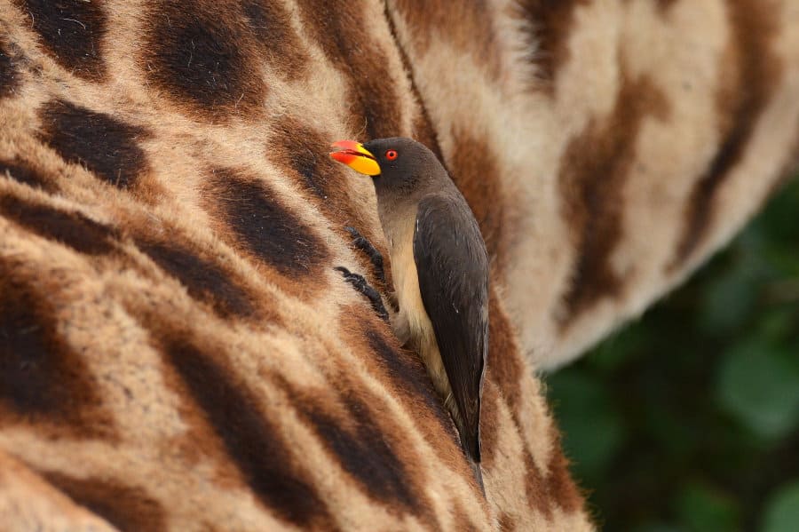 Yellow-billed oxpecker foraging on a giraffe, looking for ticks and other bugs