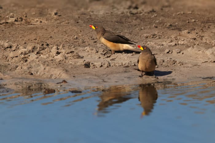 Pair of yellow-billed oxpeckers by a waterhole, revealing their own reflection