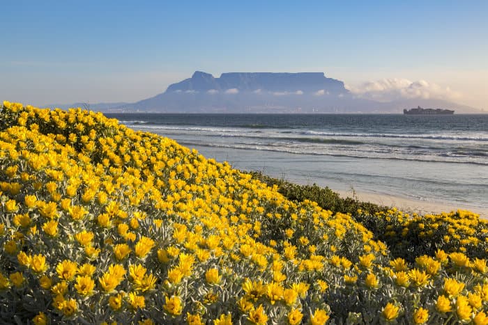 Yellow flower bed on the West Coast of South Africa, with Table Mountain as an idyllic backdrop