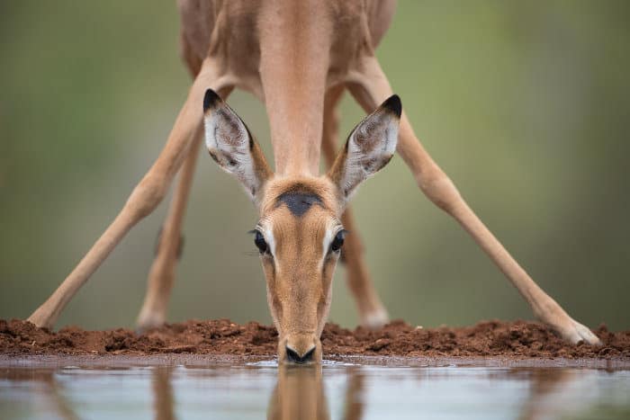 Young female impala drinking from a waterhole, at eye-level with the photographer