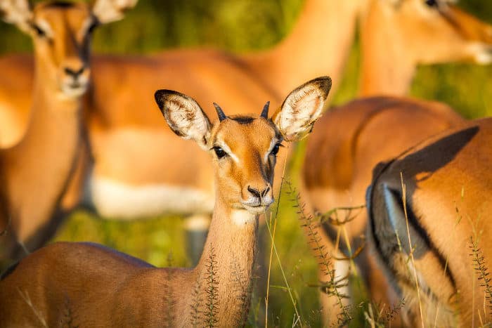 Young male impala in perfect sunlight