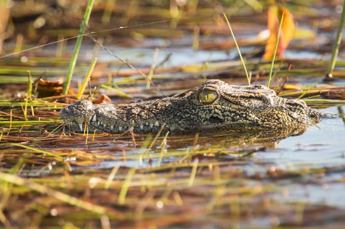 Young Nile crocodile in the Okavango Delta, Botswana