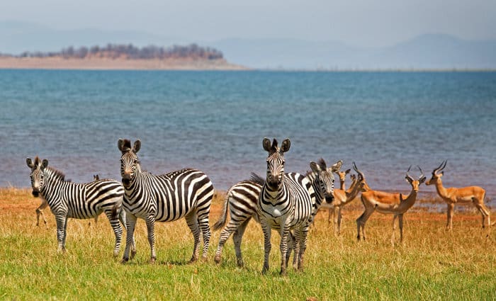 Inquisitive zebra and impala on the shores of Lake Kariba in Zimbabwe