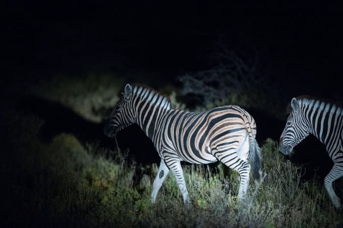 Plains zebra at night, being shone with a spotlight