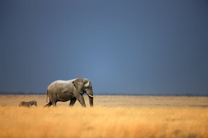 Lone zebra and elephant walking behind each other on the open plains, Etosha