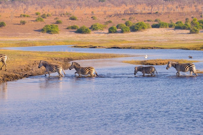 Zebra cross the Chobe river at sunset