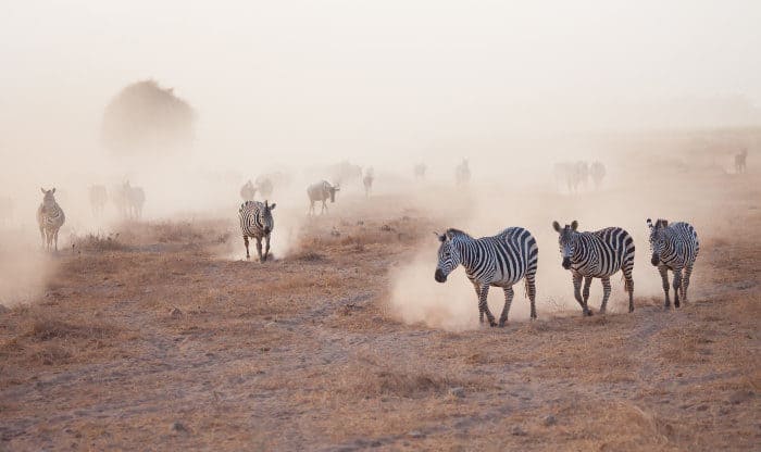 Zebra marching in cloud of dust