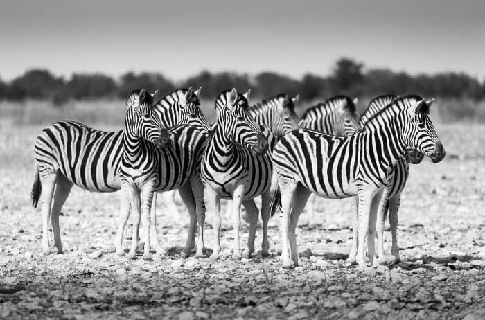 Zebra herd all looking in the same direction, reacting to a noise