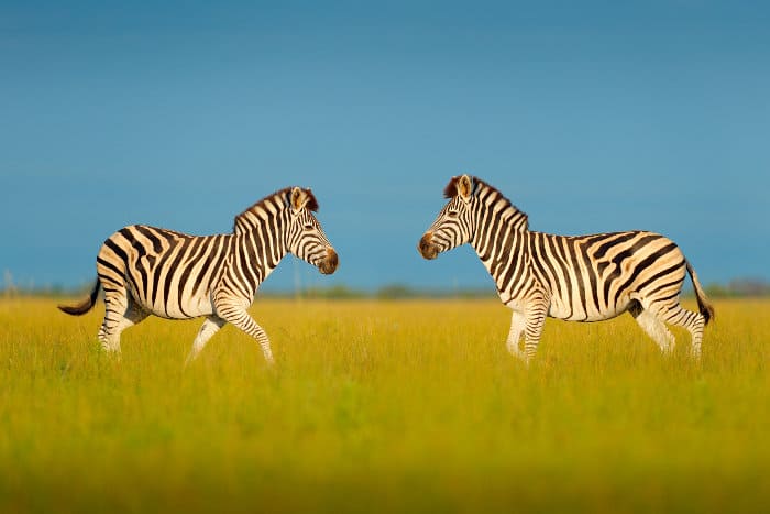 Zebra facing each other in Nxai Pan