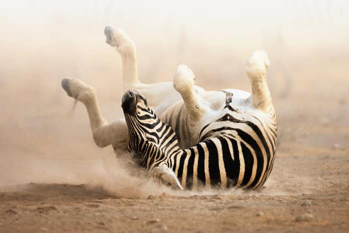 Zebra rolling in dust, scratching its back