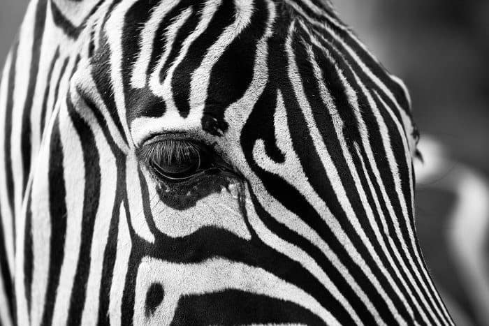 Zebra face zoomed in
