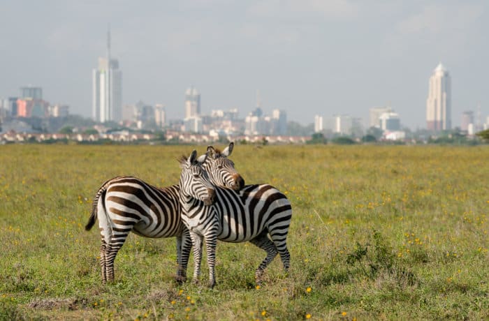 zebra with Nairobi city skyline as a backdrop